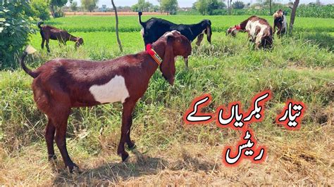 Beetal Preagnint Goats Of Ali Nawaz Amritsari Nagra Beetal Goat Farming