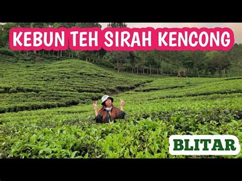 Explore Kebun Teh Sirah Kencong Blitar Youtube