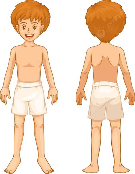 Boy Body Parts Anatomy Hair Costume Vector Anatomy Hair Costume Png