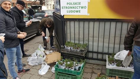 Rzeszów Ludowcy rozdawali sadzonki sosny i dębu ZDJĘCIA