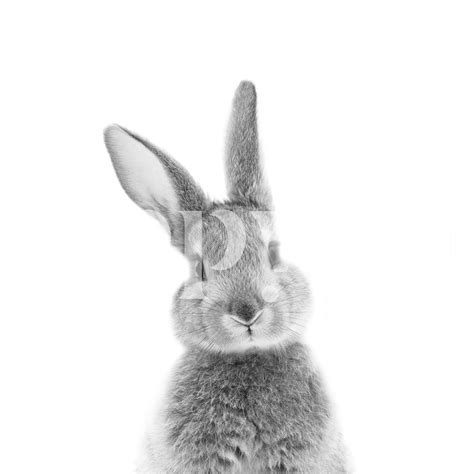 Peek-a-Boo Bunny BW Wallpaper | Happywall