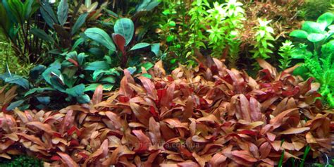 Альтернантера Рейнека Мини Alternanthera reineckii Minima