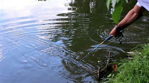 INCRÍVEL esse Peixe está em todo Lugar Pescaria Pescaria Peixes