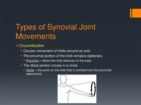 Directional Terms And Joint Movements Ppt Download