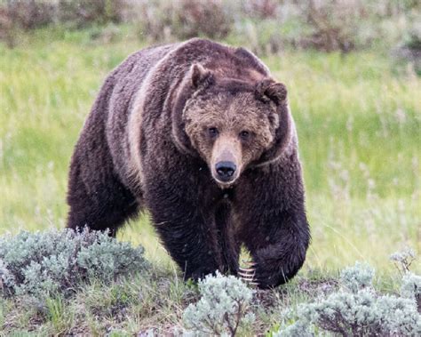 A Grizzly Bear Ursus Arctos Horribilis In Yellowstone National Park