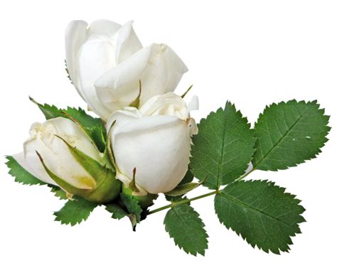 White Rose With Stem Png