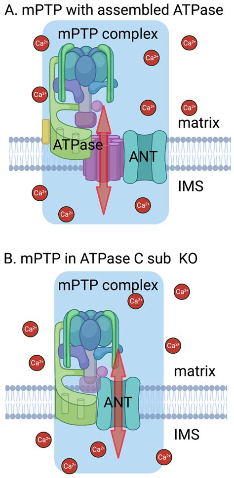 Model Of Mptp Formation In Conditions Of Mitochondrial Ca Overload