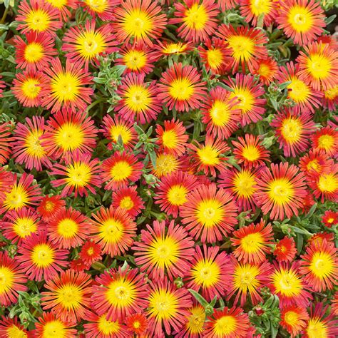 Delosperma Suntropics Copper Vendita Piante Online