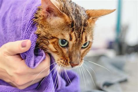 The Ultimate Guide How To Bathe A Cat That Hates Water And Make Them