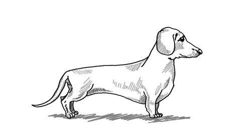 Weiner Dog Sketch At Explore Collection Of Weiner