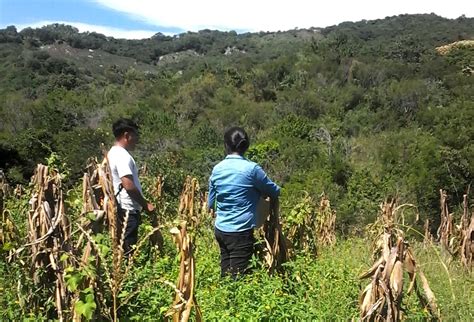 Efecto De Cultivos Intercalados En El Control De Malezas Cimmyt