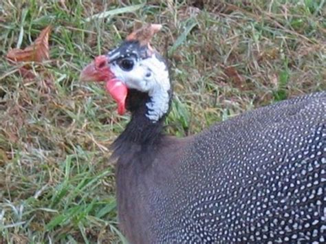 Guinea Fowl | BackYard Chickens