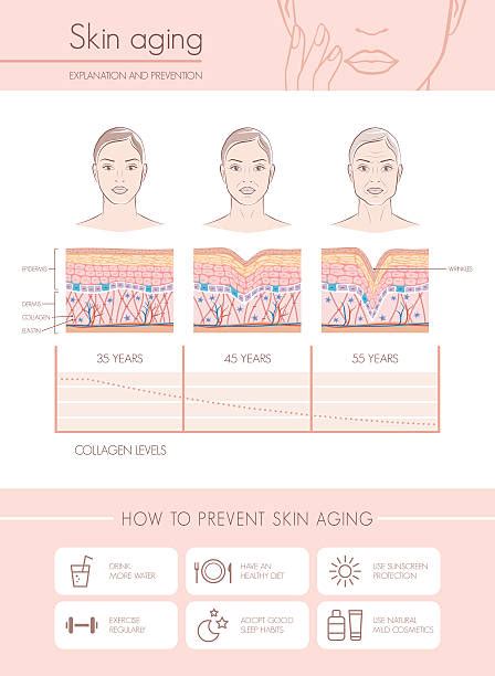 510 Aging Skin Diagram Stock Photos Pictures And Royalty Free Images