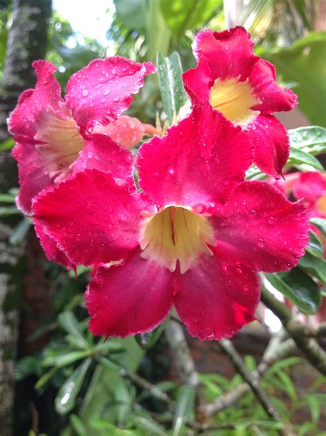 The Ceylon Times Red Araliya Flower Plumeria In Sri Lanka