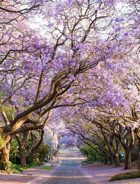 Jacaranda Bonsai Blue Shrub Of The Month Mr Plant Geek