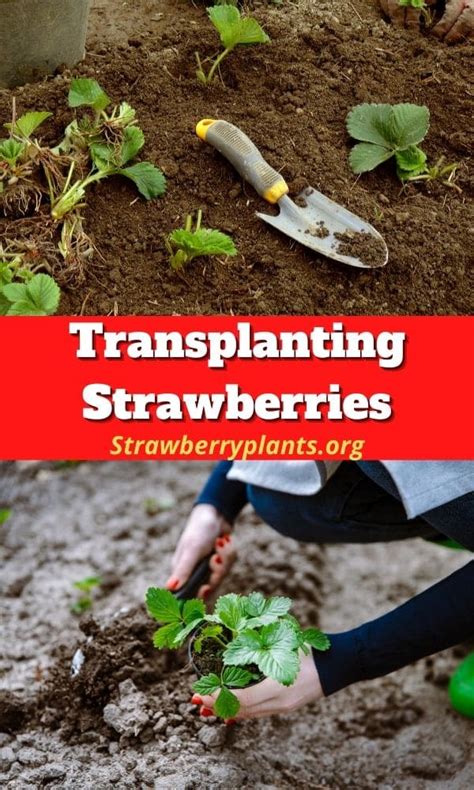 Transplanting Strawberries The Complete Guide Updated 2022