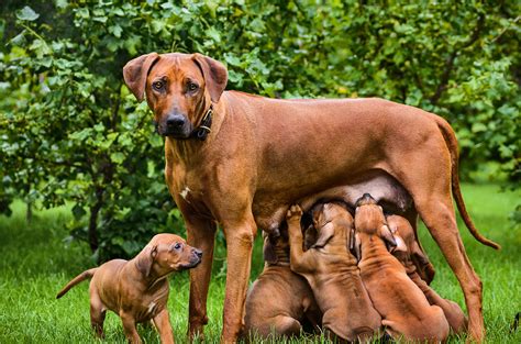 Welfare Visits North West Breeding Services