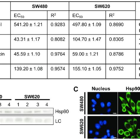 Growth And Migration Characteristics Of Sw480 And Sw620 Colon Cancer