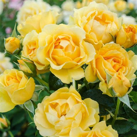 Golden Wedding Rose Plant Th Wedding Anniversary Carbeth Plants