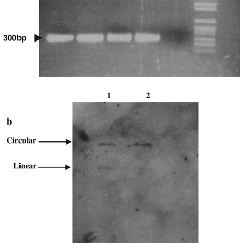 A Ethidium Bromide Stained 2 Agarose Gel After Electrophoresis Of