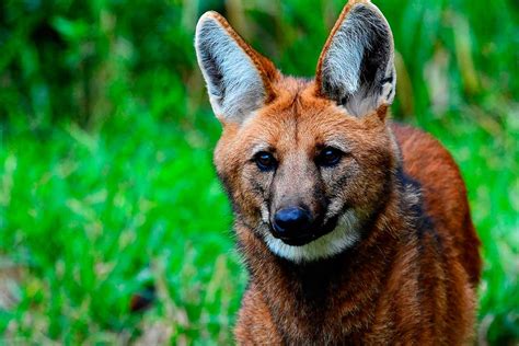 Lobo Guará Ameaçado De Extinção Agora é A Vez De Preservar A Espécie