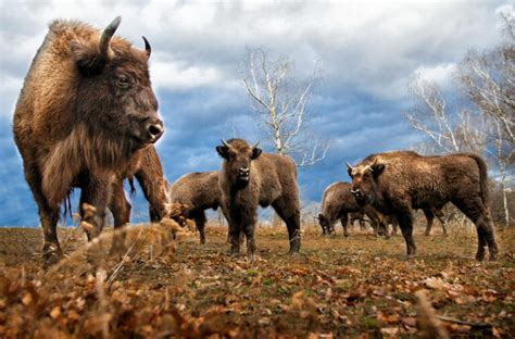 Rare White Bison Calf Born in Yellowstone Sparks Awe and Hope - The ...