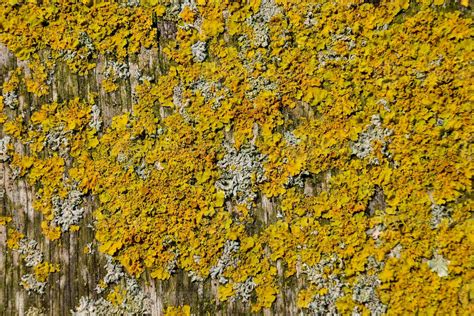 Rocks Texture Background 25234872 Stock Photo At Vecteezy