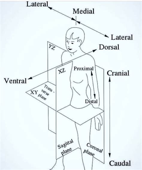 Is Dorsal A Body Plane At Anne Rodriquez Blog