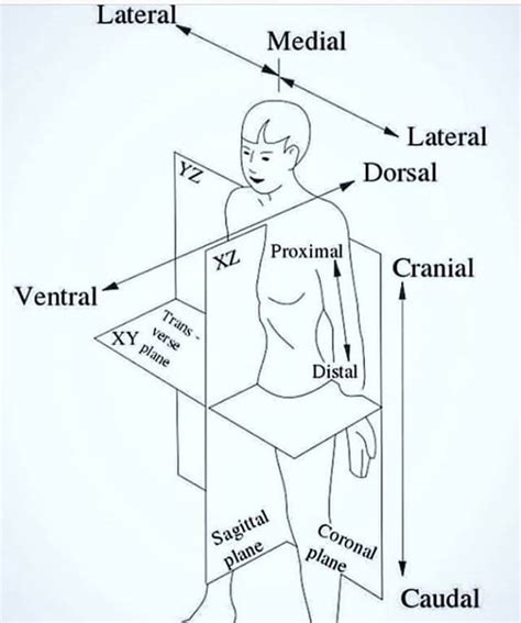 Anatomical Terms Coolguides