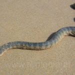 Beaked Sea Snake Facts and Pictures