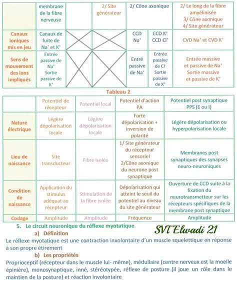 Bac Sc Exp Rimentales Sciences Svt Un Excellent R Sum De Neurophysiologie