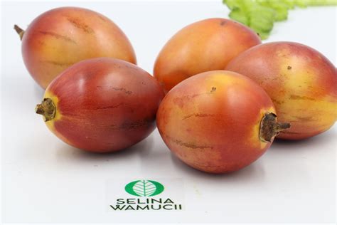 Fresh Kenya Tree Tomato Exporters Suppliers Good Market Prices