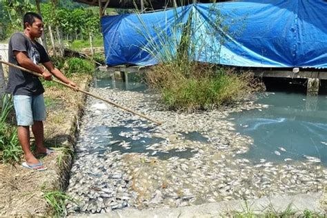 Sungai Tercemar Ribuan Ikan Mendadak Mati Jawa Pos