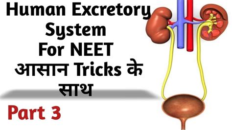 Human Excretory Systems For Neet Cbse Biology Class 11 Neet Biology