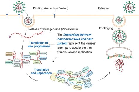 科研动态│韩涟漪教授团队nucleic Acids Research发文：首次揭示冠状病毒rna与宿主蛋白间的相互作用全景图 研究队伍 粤港澳