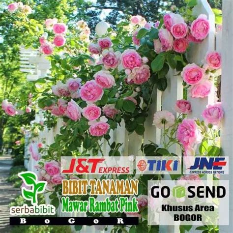 Jual G3P Bibit Pohon Bunga Mawar Rambat Pink Tanaman Hias Climbing Rose