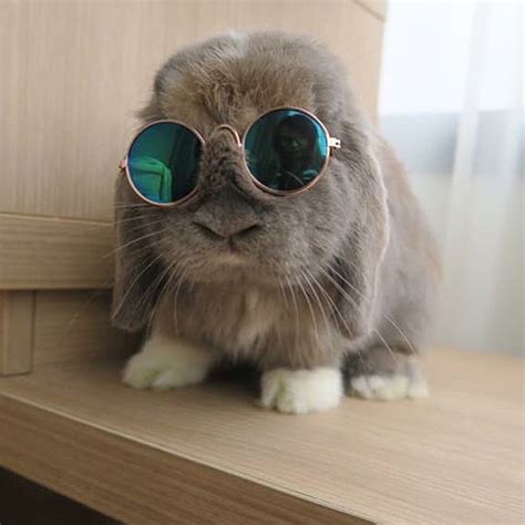 Worlds Coolest Bunnies Wearing Shades Funny Wallpaper 7