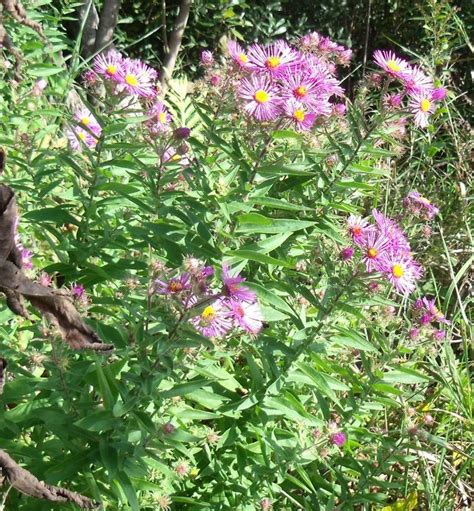 Asters Ft New England Aster Symphyotrichum Spp Edible Medicinal