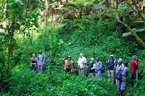 Bwindi Impenetrable Forest National Park African Quest Safaris