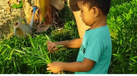 Beli Sayur Langsung Dari Kebun Nya Langsung Petik Dan Melihat Cara Nya