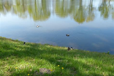 Enten Stockente Wasservogel Kostenloses Foto Auf Pixabay