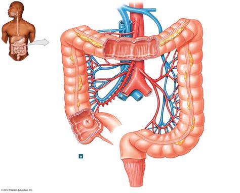 Anatomy Of Large Intestine Diagram Quizlet