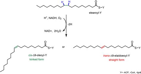 Trans Fatty Acids Structure