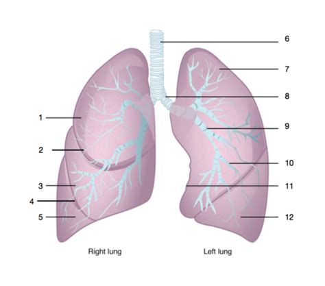 Lungs And Diaphragm Flashcards Quizlet