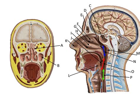 Head Frontal Sagittal Diagram Quizlet