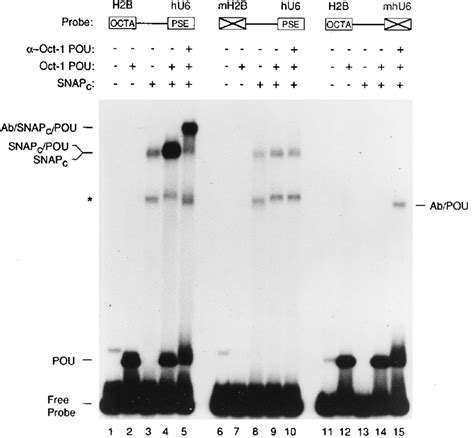 The Pou Domain Of Oct Binds Cooperatively With Snap C To A Probe