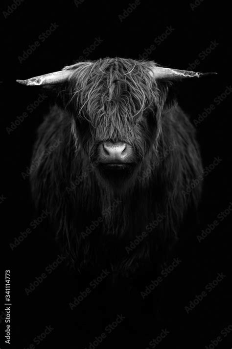 Scottish Highland bull Stock Photo | Adobe Stock