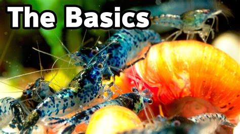 Shrimp Keeping Basics Part 2 Youtube