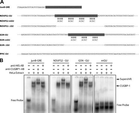 Cugbp1 Selectively Binds To Gu Repeat Sequences A Sequences From The