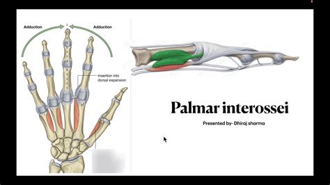 Palmar Interossei Anatomy Of Palmar Interossei Quick Revision Of